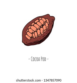 Hand-drawn isolated cocoa pod. Vector cartoon illustration.
