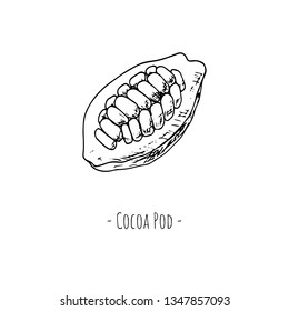 Hand-drawn isolated cocoa pod. Vector cartoon illustration.