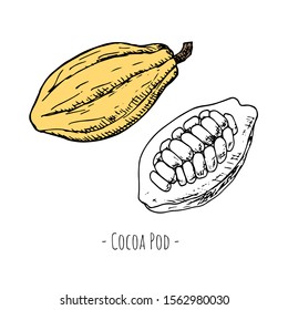 Hand-drawn isolated cocoa pod. Vector cartoon illustration.