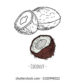 Hand-drawn isolated coconut. Vector cartoon illustration. Isolated object on a white background.