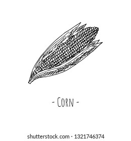 Hand-drawn isolated corn. Vector cartoon illustration.