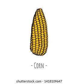 Hand-drawn isolated corn. Vector cartoon illustrations. 