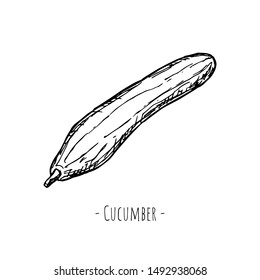 Hand-drawn isolated cucumber. Vector cartoon illustration.