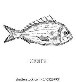 Hand-drawn isolated dorado fish. Vector cartoon illustration.