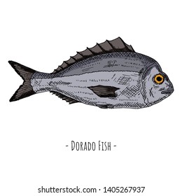 Hand-drawn isolated dorado fish. Vector cartoon illustration.