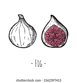 Hand-drawn isolated fig. Vector cartoon illustration. 