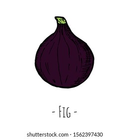 Hand-drawn isolated fig. Vector cartoon illustration. 