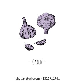 Hand-drawn isolated garlic. Vector cartoon illustration.