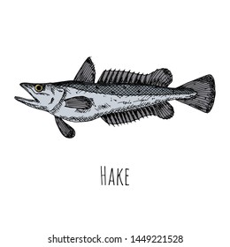 Hand-drawn isolated hake. Vector cartoon illustration.
