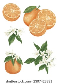 Hand-drawn of isolated half and full oranges with orange flowers and leaves