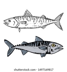 Hand-drawn isolated mackerel. Color and black-and-white. Vector cartoon illustrations of fish. Isolated objects on a white background.