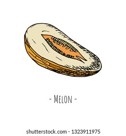 Hand-drawn isolated melon. Vector cartoon illustration.