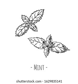 Hand-drawn isolated mint leaf. Vector cartoon illustration. Top view.