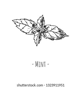 Hand-drawn isolated mint. Vector cartoon illustration.