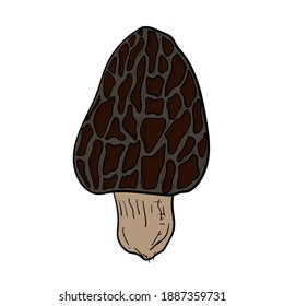 Hand-drawn isolated morel. Vector cartoon illustration.