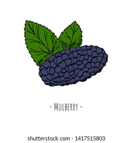 La morera aislada hecha a mano. Dibujo de dibujos animados. 