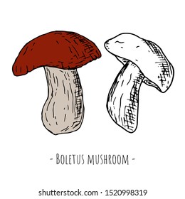 Hand-drawn isolated mushroom. Vector cartoon illustration. Isolated object on a white background. 