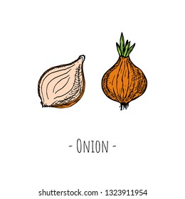Hand-drawn isolated onion. Vector cartoon illustration.
