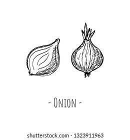 Hand-drawn isolated onion. Vector cartoon illustration.