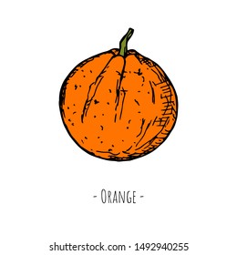Hand-drawn isolated orange. Vector cartoon illustration.