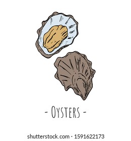 Hand-drawn isolated oyster. Vector cartoon illustration. 