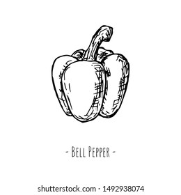 Hand-drawn isolated paprika. Vector cartoon illustration.