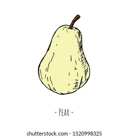 Hand-drawn isolated pear. Vector cartoon illustration. Isolated object on a white background.