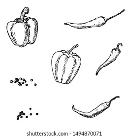Hand-drawn isolated peppers. Paprika, chilli pepper and peppercorns. Vector cartoon illustrations. 