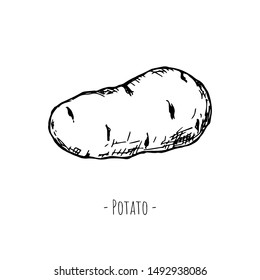 Hand-drawn isolated potato. Vector cartoon illustration.