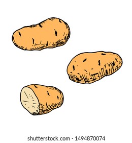 Hand-drawn isolated potatoes. Vector cartoon illustrations. 