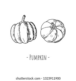 Hand-drawn isolated pumpkin. Vector cartoon illustration. 