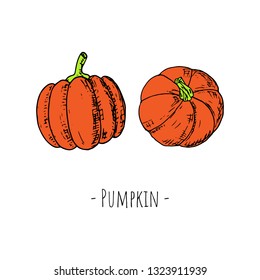 Hand-drawn isolated pumpkin. Vector cartoon illustration. 