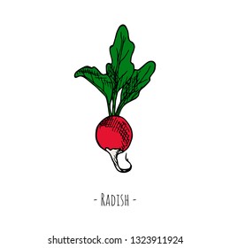 Hand-drawn isolated radish. Vector cartoon illustration.
