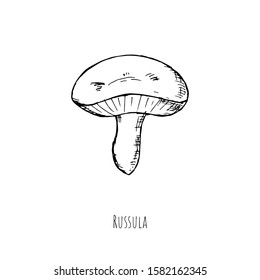 Hand-drawn isolated russula. Vector cartoon illustration. 
