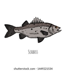 Hand-drawn isolated seabass. Vector cartoon illustration.
