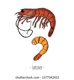 Hand-drawn isolated shrimp. Vector cartoon illustration.