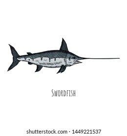 Hand-drawn isolated swordfish. Vector cartoon illustration.