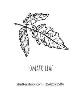 Hand-drawn isolated tomato leaf on a white background. Vector cartoon illustration.