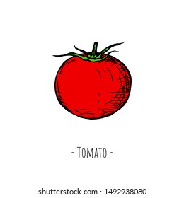 Hand-drawn isolated tomato. Vector cartoon illustration.
