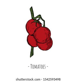 Hand-drawn isolated tomatoes on the branch. Vector cartoon illustration.
