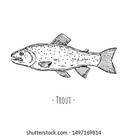 Hand-drawn isolated trout. Vector cartoon illustration of fish. Isolated object on a white background.