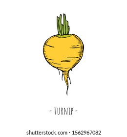 Hand-drawn isolated turnip. Vector cartoon illustration. 