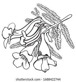 Ilustración vectorial de las flores de árbol Jacaranda dibujadas a mano