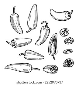 Los pimientos de Jalapeno dibujados a mano son un tipo de pimienta chile. Ilustración de esbozo del vector.  