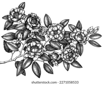 Hand-drawn Japanese camellia vector illustration isolated on white background. Blooming branch with beautiful flowers and leaves in sketch style. Vintage flowering plant realistic drawing 