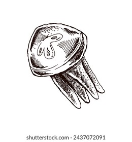 Hand-drawn jellyfish, deep-sea luminous marine. Vector sketch illustration. Sea collection. Engraved illustrations isolated on white background.