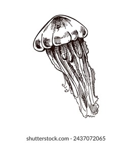 Hand-drawn jellyfish. Vector sketch illustration. Sea collection. Engraved illustrations isolated on white background.