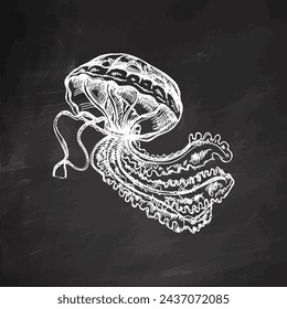 Hand-drawn jellyfish. Vector sketch illustration. Sea collection. Engraved white illustrations isolated on chalkboard background.