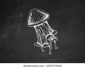 Hand-drawn jellyfish. Vector sketch illustration. Sea collection. Engraved white illustrations isolated on chalkboard background.	