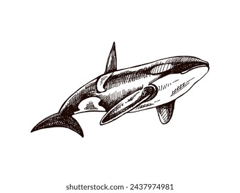 Hand-drawn killer whale. Vector sketch illustration. Sea collection. Engraved illustrations isolated on white background. Realistic sketches.